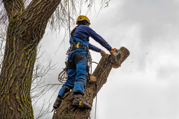 Why Choose Our Tree Removal Services in Long Neck, DE?